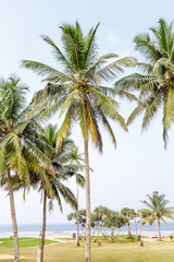Fototapeta na wymiar Palm trees, beach.