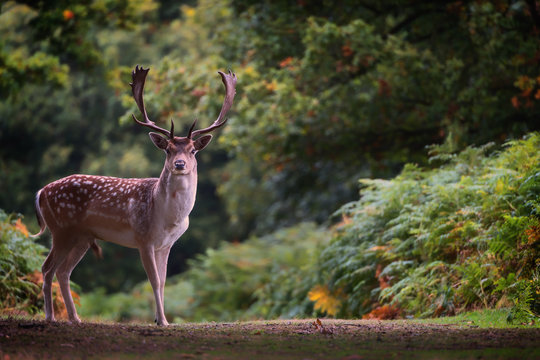 Fallow deer (Dama dama) in an autumnal forest, Bradgate