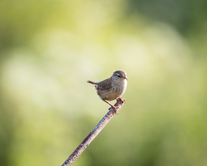 Wild wren set on metal post with green background (Troglodytes troglodytes)