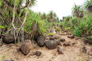 Landscape rocky tropical beach.