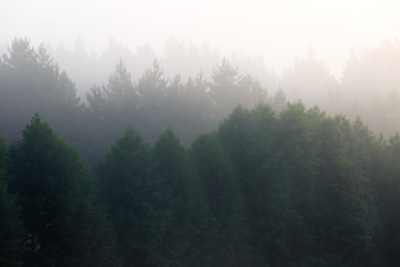 Fog in the dense coniferous forest.