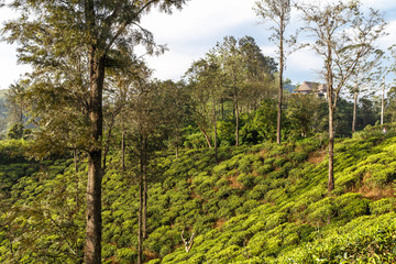 Fototapeta na wymiar Beautiful landscape tea plantation.