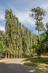 Fototapeta premium Beautiful nature. Peradeniya. Sri Lanka.