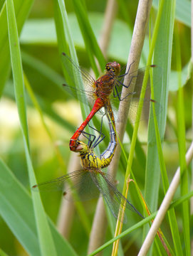 Ruddy Darter dragonfly maiting.