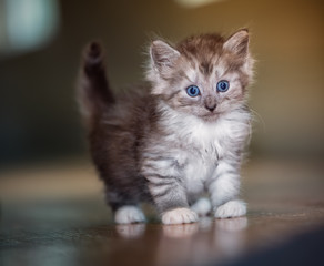 Obraz premium kitten