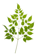 Green leaves on white background