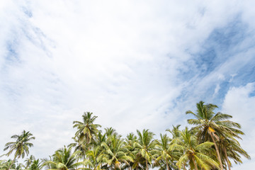 Obraz na płótnie Canvas Palm trees, beach.
