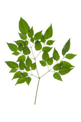 Green leaves on white background