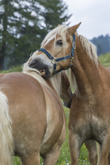 Fototapeta premium horse in the farm