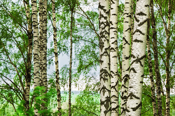forest birch