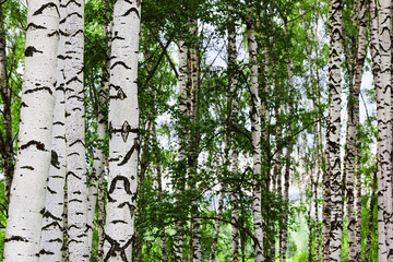 Obraz premium forest birch