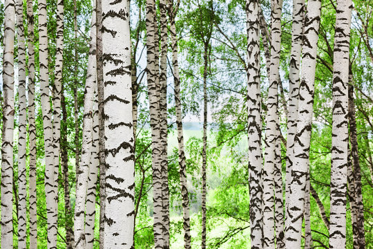 Fototapeta forest birch