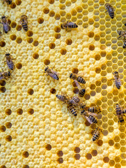 Close up view of the working bees on honey cells