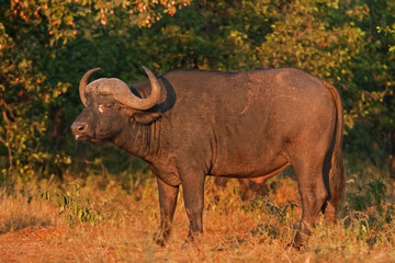 Obraz premium Cape buffalo, syncerus caffer, Kruger national park, South Africa
