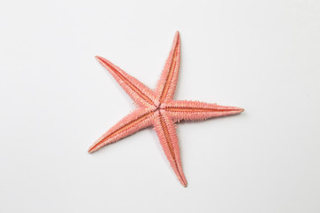 Red starfish or sea star on white background, top view