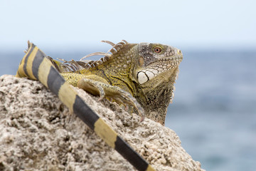 Leguan auf Fels am Meer