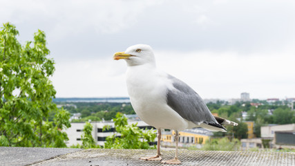 sea gull bird postcard