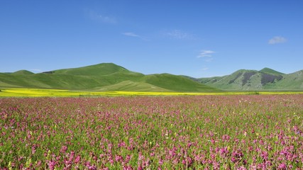 Altipiano fiorito Castelluccio