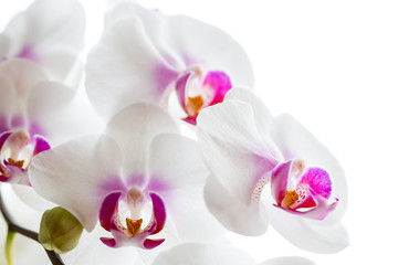 zarte Orchideenblüten isoliert auf dem weißen Hintergrund