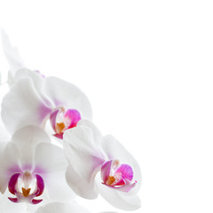 Obraz na płótnie Canvas orchids flowers