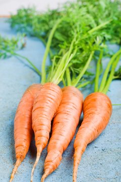 carrots on a blue background.selective focus 