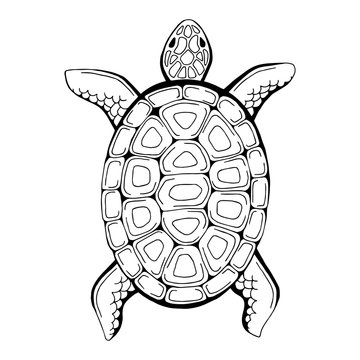 Turtle animal graphic black white isolated illustration vector
