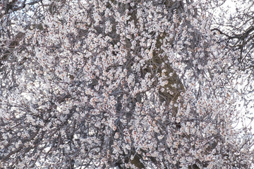 texture of white cherry blossom tree
