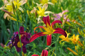 Taglilie Red Ribbons - daylily of the species Red Ribbons © LianeM