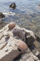 Sea shells and sea urchins skeletons, collected on the rock on sea coast, on sunny summer day, selective focus 