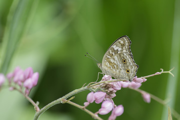Butterfly wings Brown  perched on a stalks of flowers