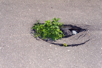 The hole in the pavement.