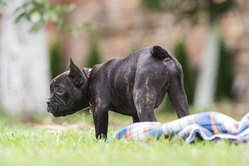 French bulldog puppy in the park