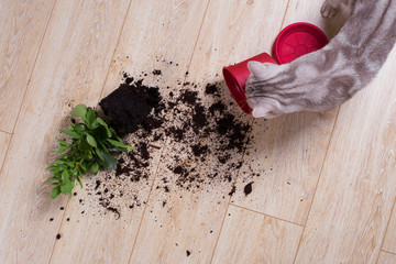 Vacuum cleaner, electric , wood, air , room , hand, pen, work , homework, animal,