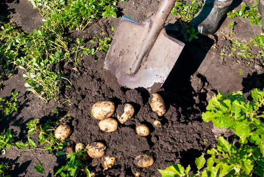 Digging Shovel Young Potatoes In The Fresh Air In The Garden