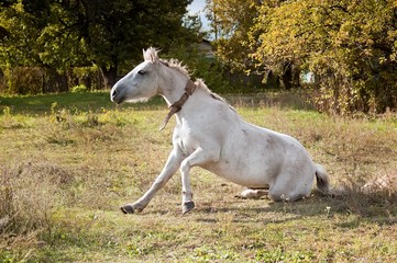 Obraz premium White horse gets up on a autumn pasture