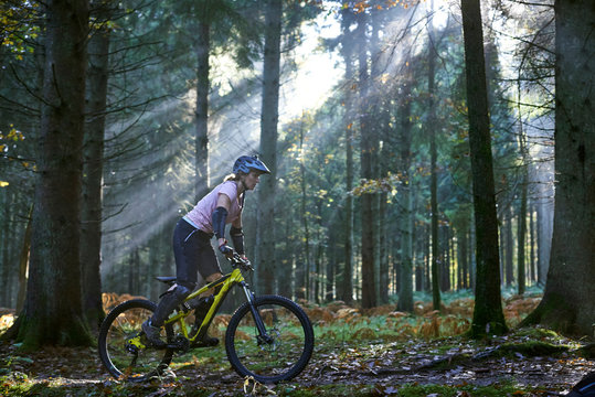 Female mountain biker cycling in sunbeam lit Forest of Dean, Bristol, UK