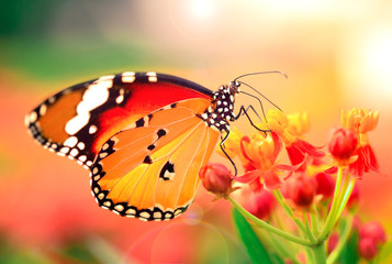 Butterfly on orange flower in the garden