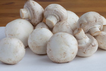 fresh champignon