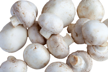 fresh champignon