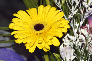Yellow Transvaal daisy