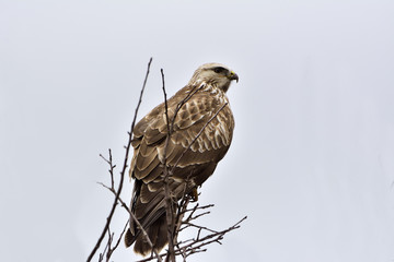 Common Buzzard (Buteo buteo) on a tree.