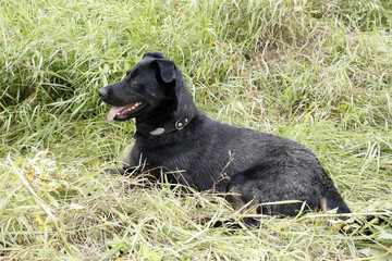A large black dog in nature.