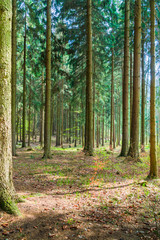 Fototapeta na wymiar Forest with tall pines