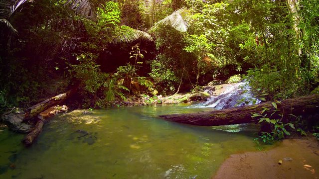 Continuous flow of water, rushing over a rocky waterfall, into a natural pool in a rainforest wilderness with deadfall logs, palms and other trees and vegetation, with sound.