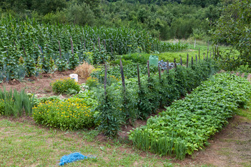Home grown vegetables growing in rural part of Croatia