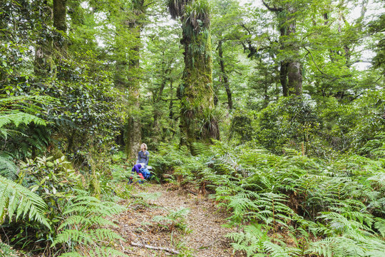 New Zealand, North Island, Te Urewera National Park, female hiker resting along trail gazing at trees