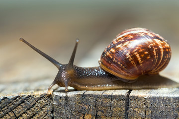 Burgundy snail aka Helix pomatia crawling on an old wooden surface