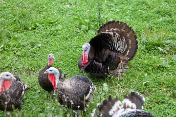 Black turkeys on the farm © Gordana Sermek