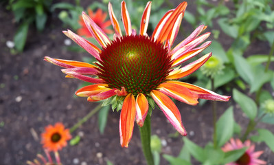 Blooming medicinal herb echinacea