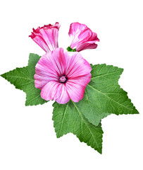 petunia flowers isolated on white background